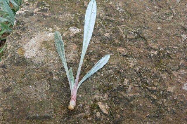 gazanija